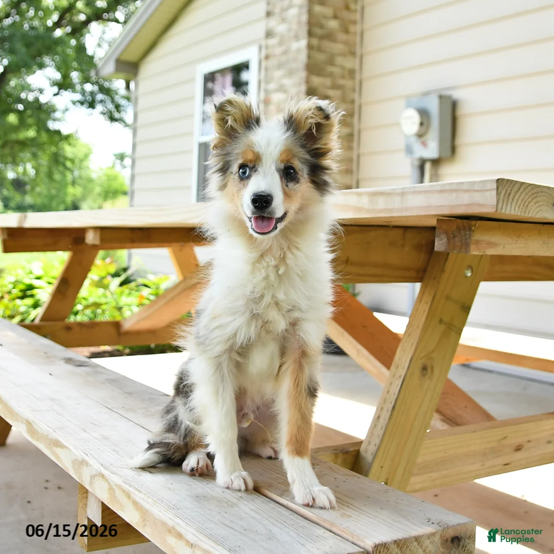 Miniature Australian Shepherd dogs for sale: Lucky SPECIAL NEEDS - Ad 1