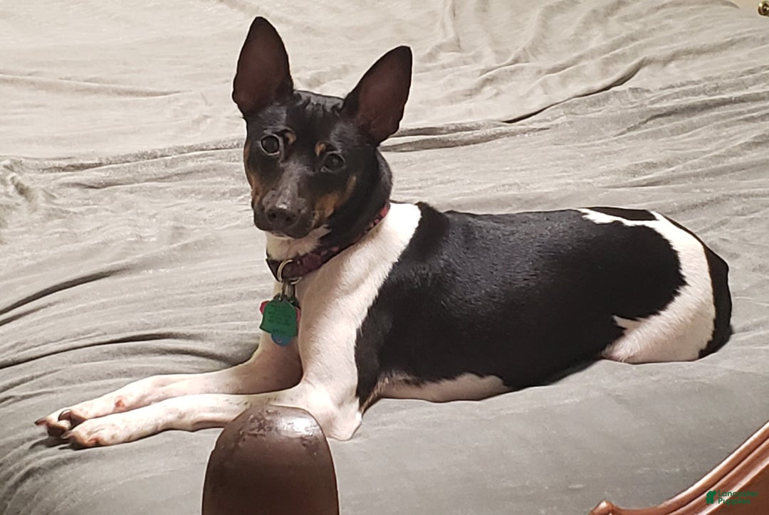 Rat Terrier dogs for sale: Molly *updated photos* - Ad 10