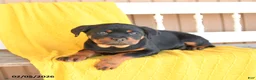 Rottweiler dogs for sale: Sundance - Ad 5