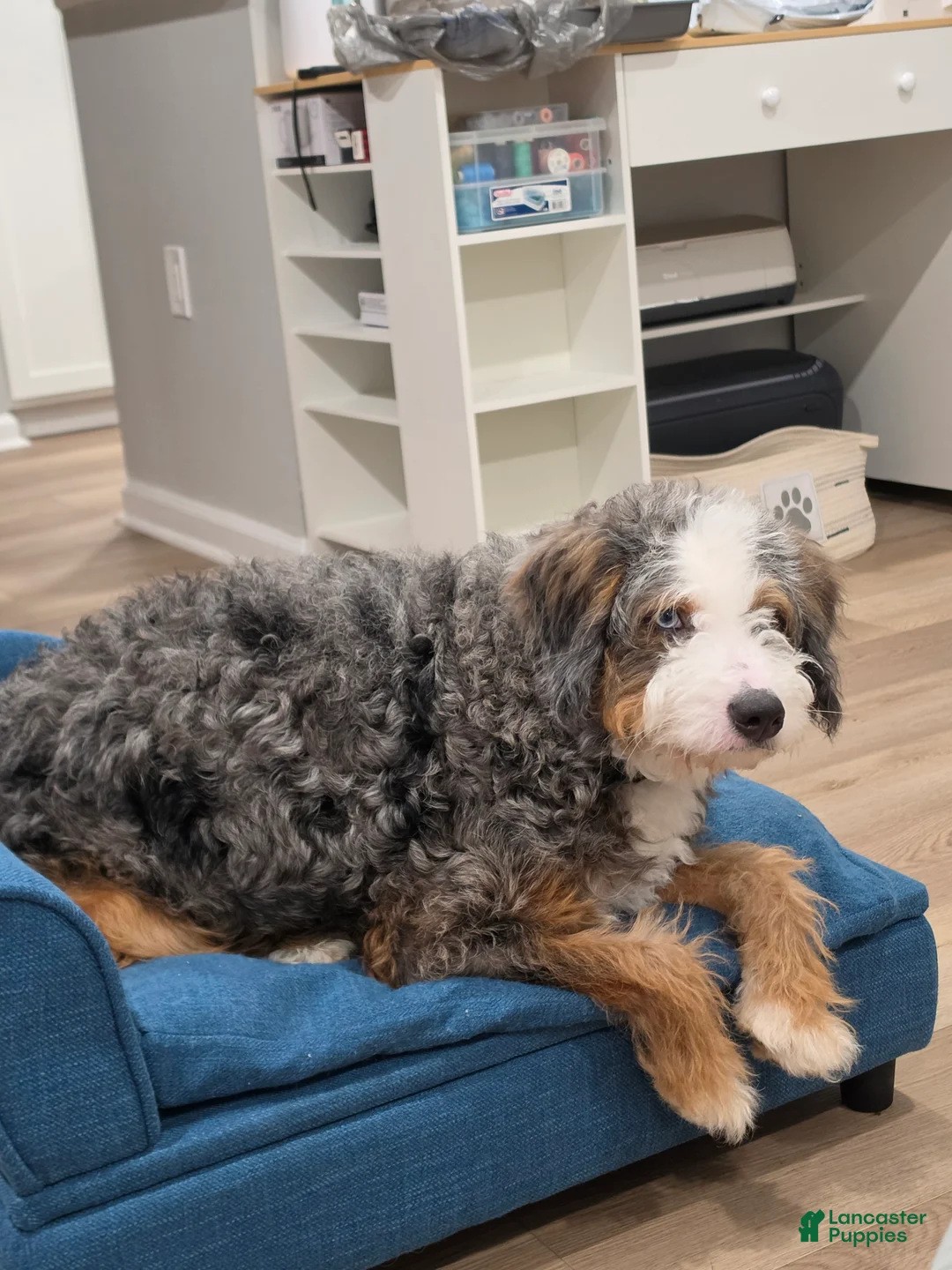 Saint Berdoodles dogs for sale: Milo - Ad 1