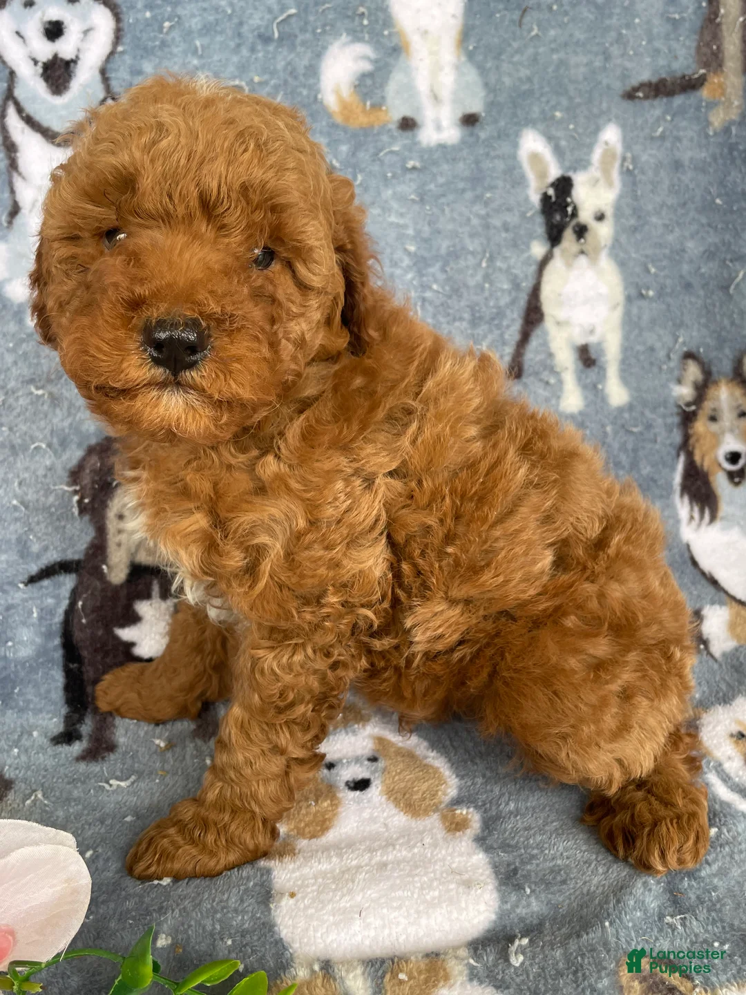 Miniature Poodle dogs for sale: Brody - Ad 4