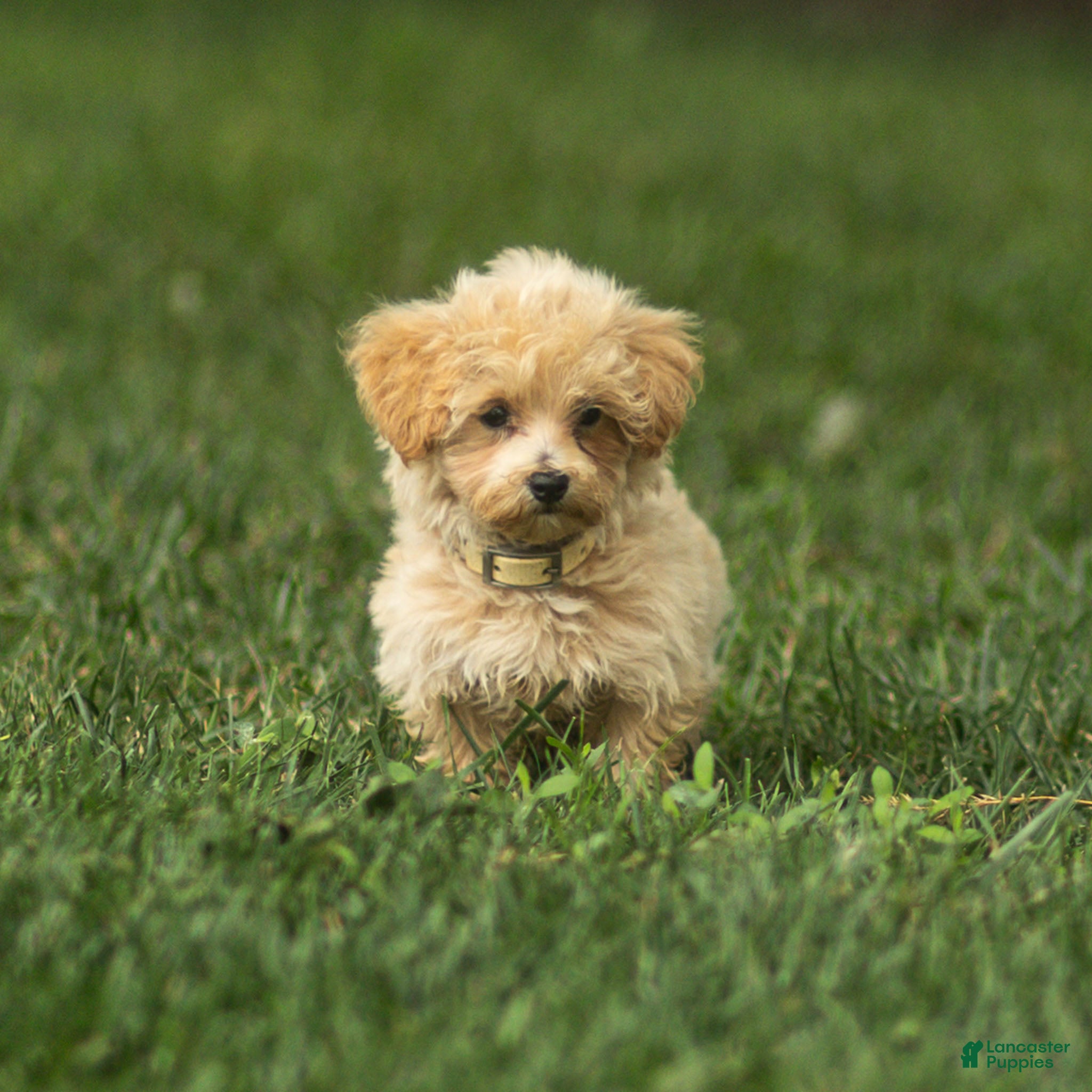 Maltipoo dogs Nacho Maltipoo Puppy  - Ad 1