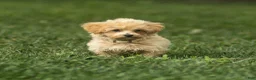 Maltipoo dogs for sale: Nacho Maltipoo Puppy  - Ad 12