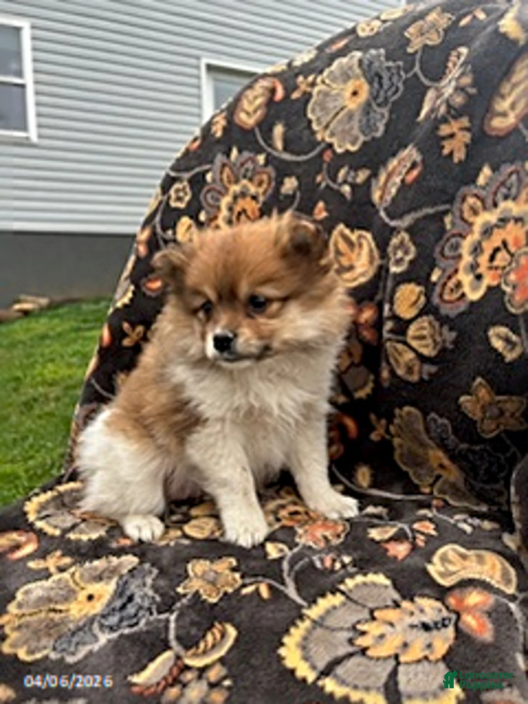 Pomeranian dogs for sale: Charm - Ad 2