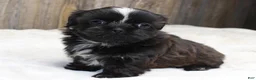 Shih Tzu dogs for sale: Lexi - Ad 5