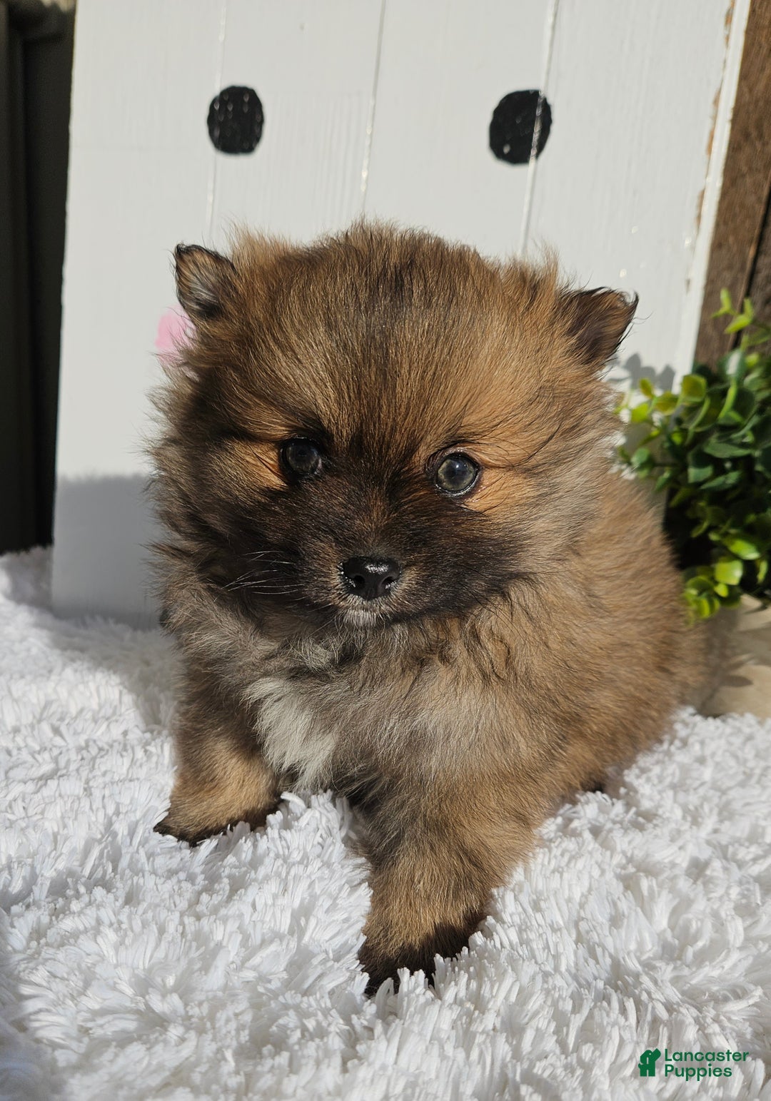 Pomeranian dogs for sale: Tommy - Ad 8