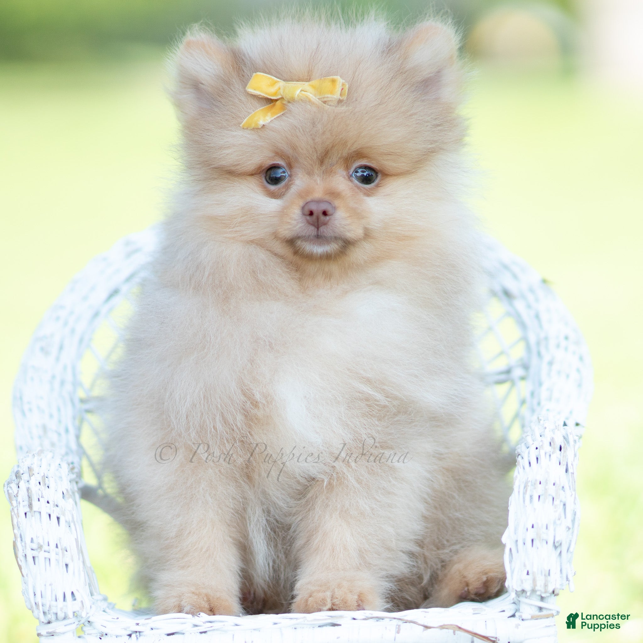 Pomeranian dogs Cutiepie  - Ad 12