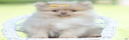 Pomeranian dogs for sale: Cutiepie  - Ad 1