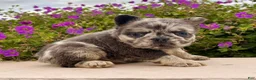 French Bulldog dogs for sale: Damon - Ad 5