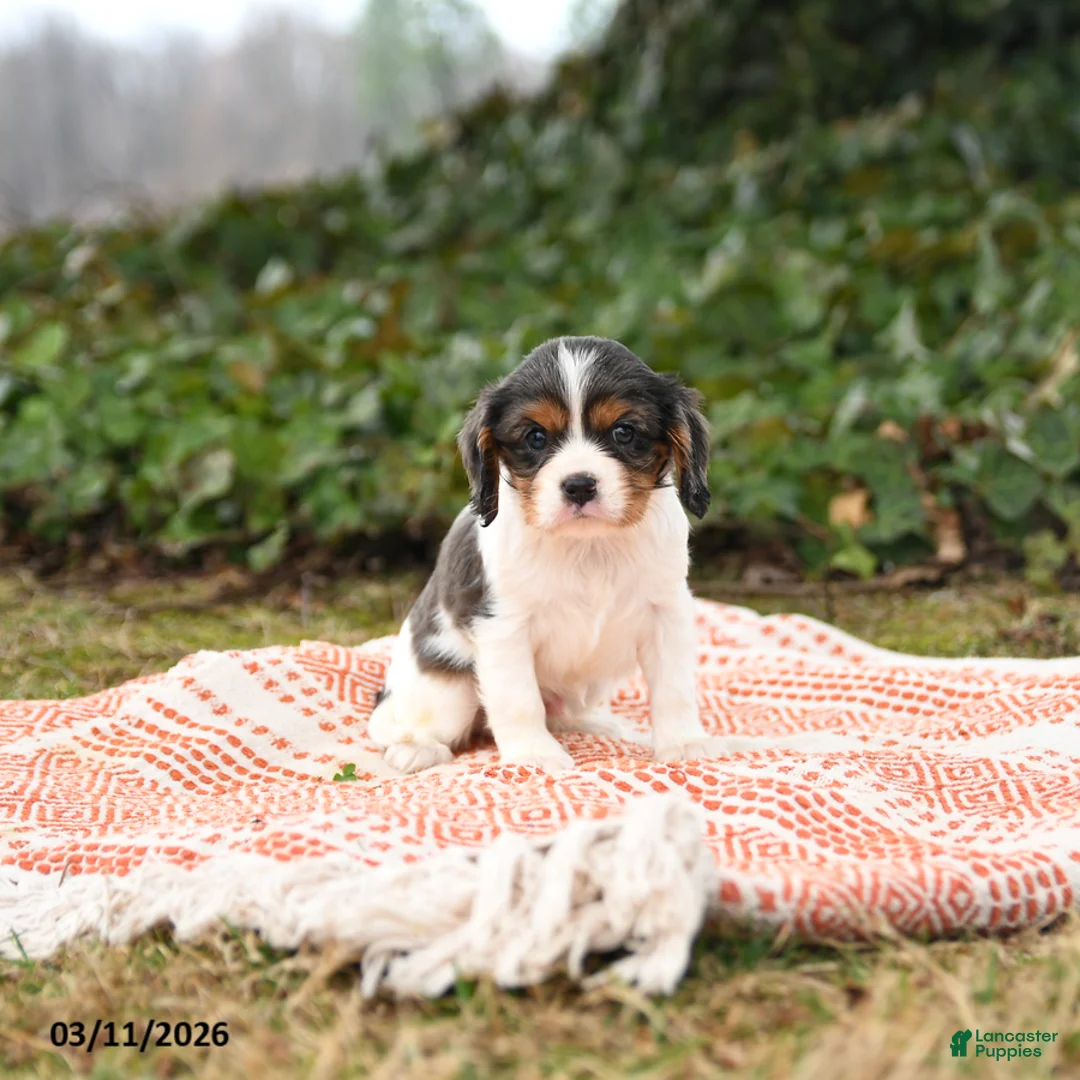 Cavalier King Charles Spaniel dogs for sale: Checkers - Ad 3