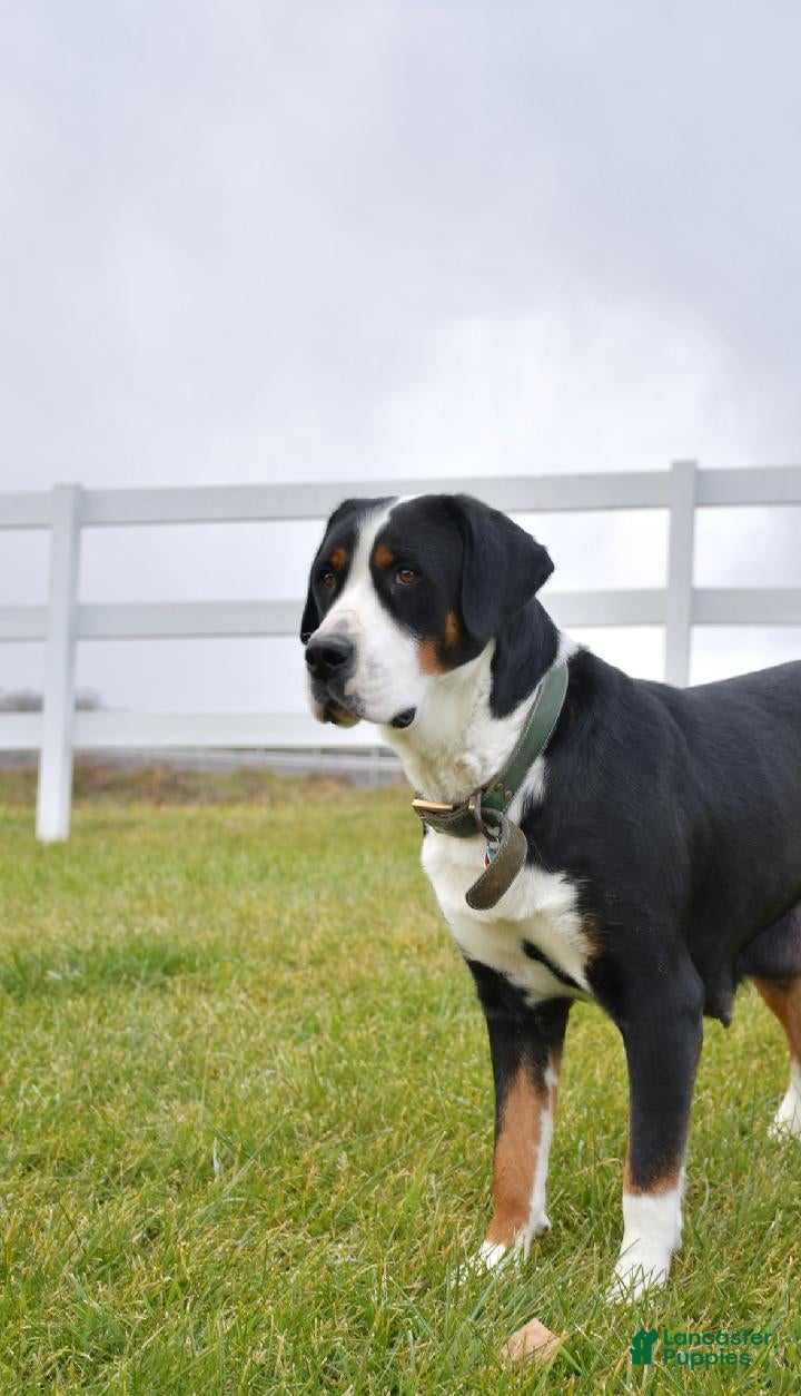 Greater Swiss Mountain Dog dogs Greater Swiss Mountain Dog Puppy 1 - Ad 7