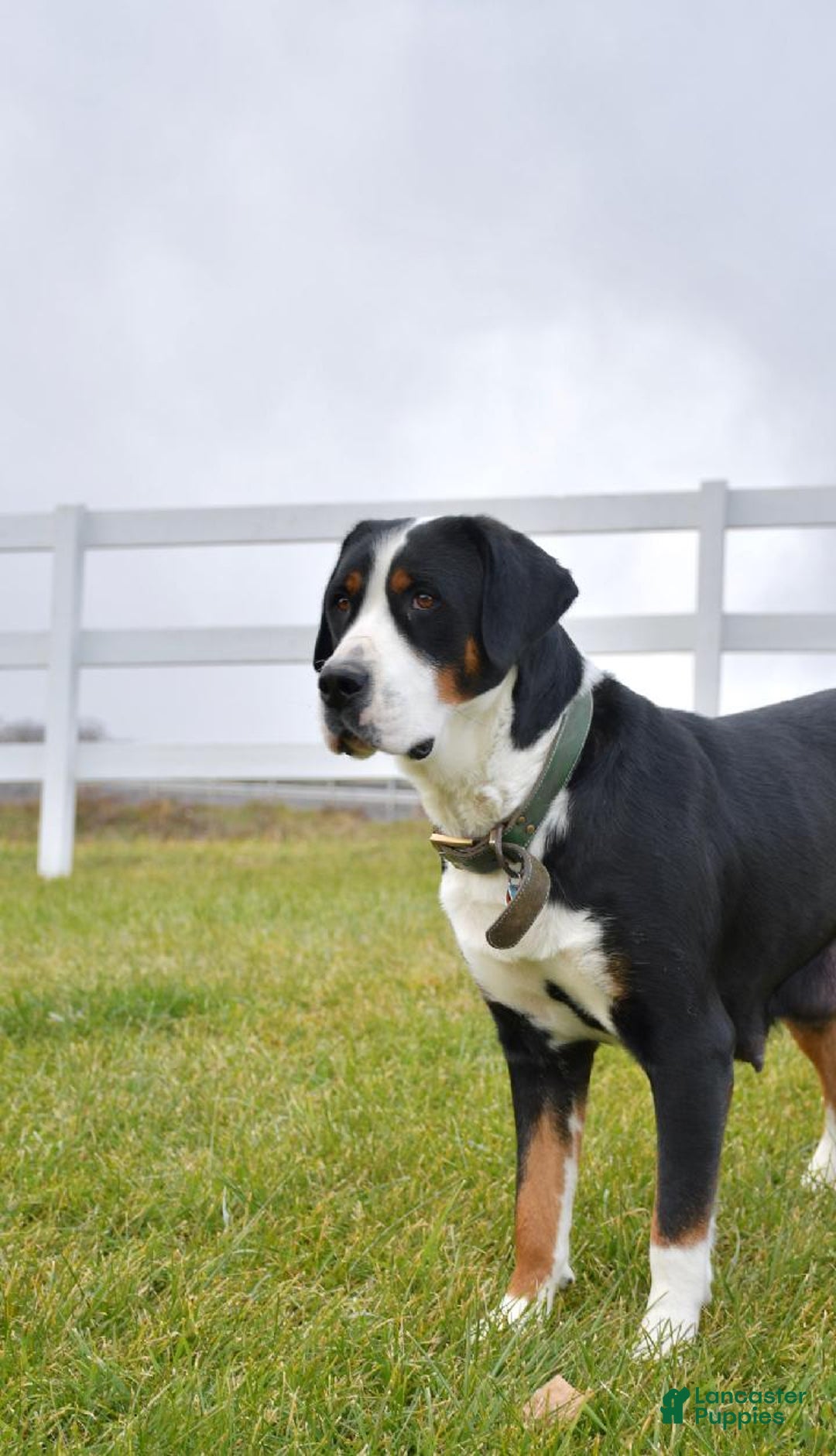 Greater Swiss Mountain Dog dogs for sale: Greater Swiss Mountain Dog Puppy 1 - Ad 1