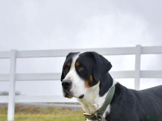 Greater Swiss Mountain Dog dogs Greater Swiss Mountain Dog Puppy 1 - Ad 7