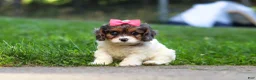 Cavapoo dogs for sale: Everest - Ad 4
