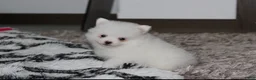Pomeranian dogs for sale: Bianca  - Ad 9