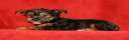 Yorkshire Terrier dogs for sale: Hailey - Ad 5