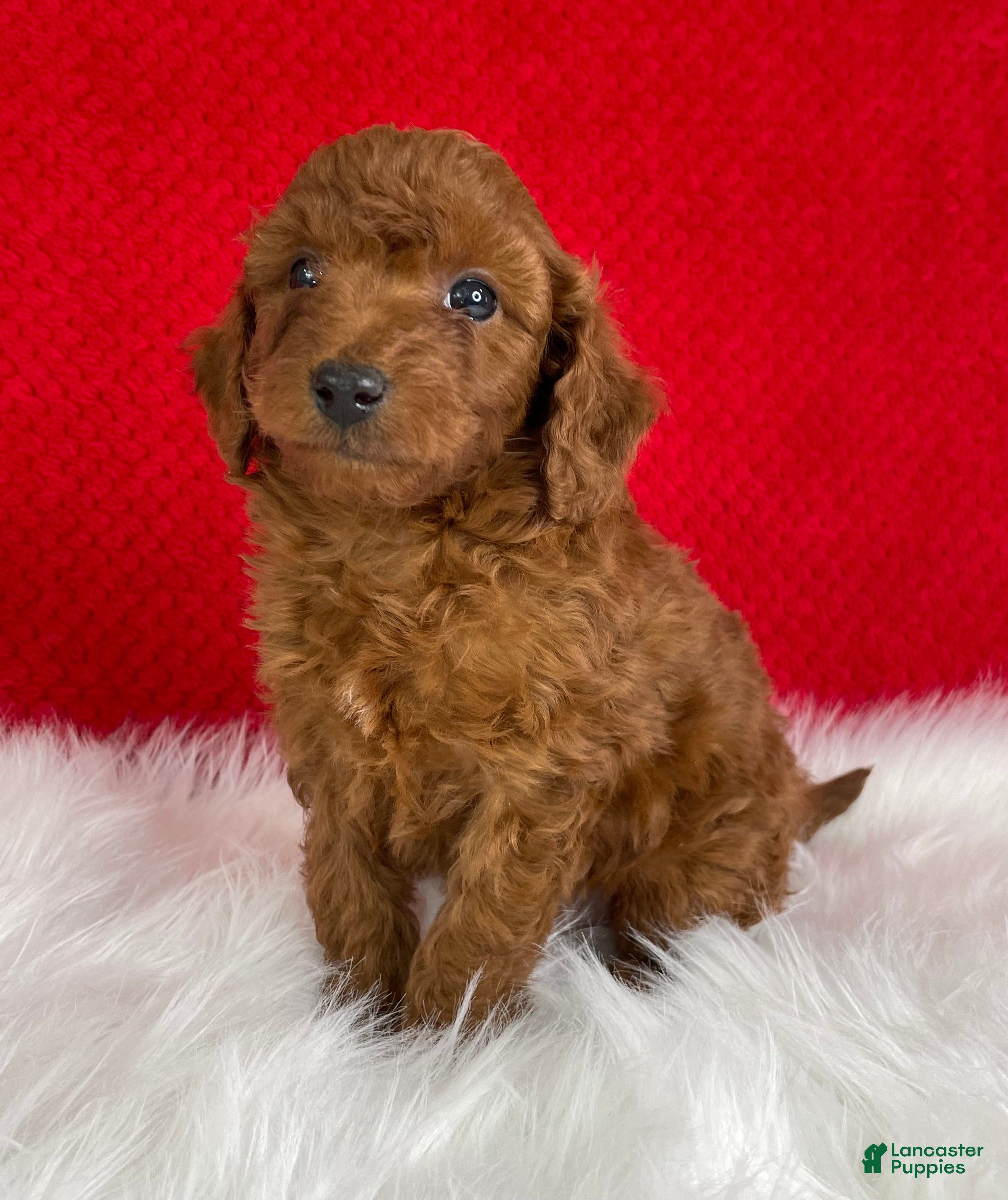 Mini Goldendoodle dogs Copper - Ad 2