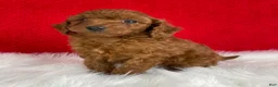 Mini Goldendoodle dogs for sale: Copper - Ad 2