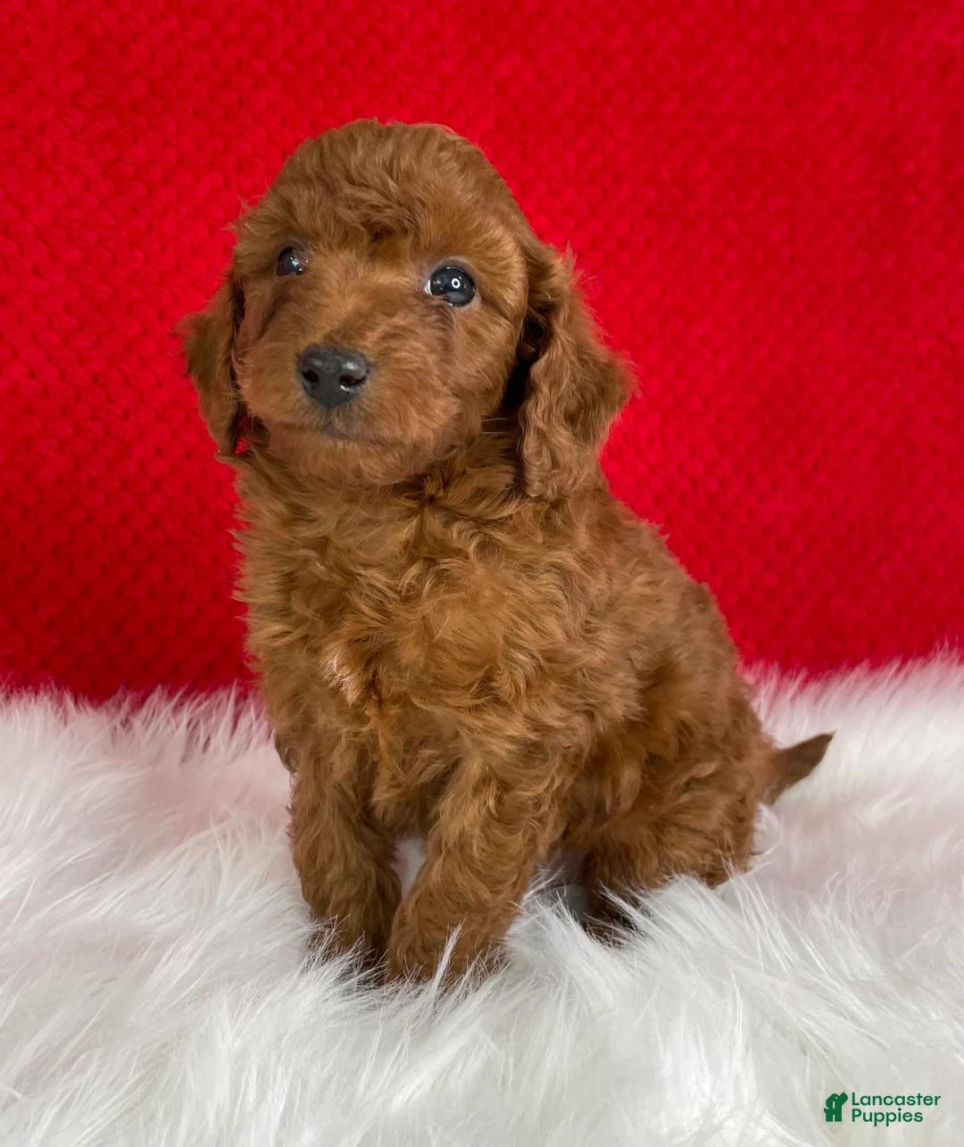 Mini Goldendoodle dogs for sale: Copper - Ad 2