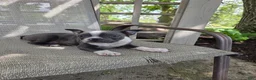 Boston Terrier dogs for sale: Cooper - Ad 6