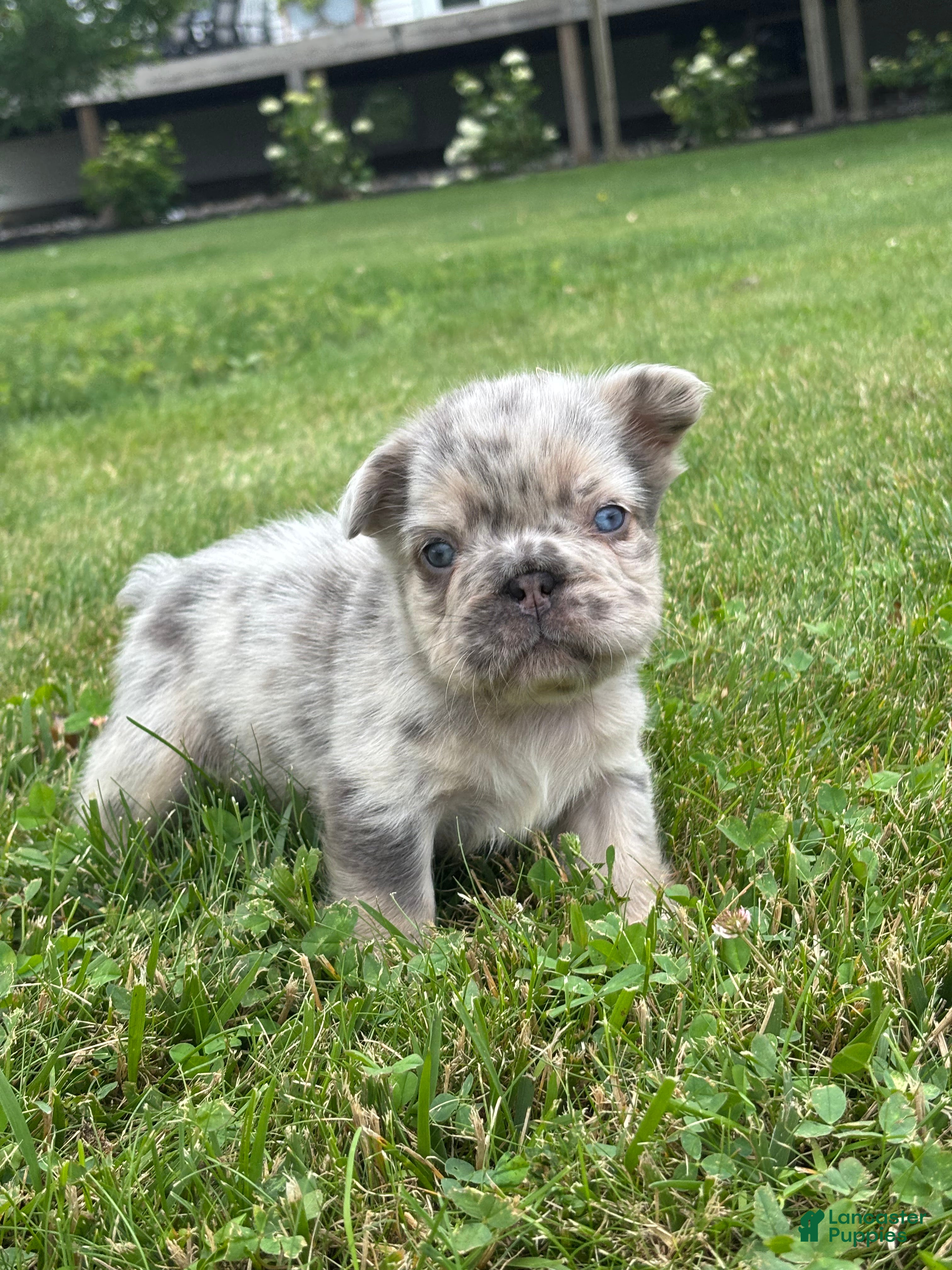 French Bulldog dogs Miles - Ad 2