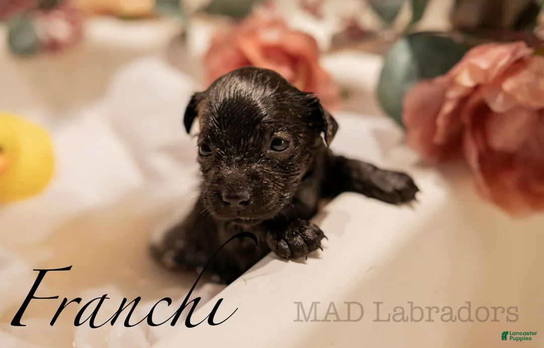 Labrador Retriever dogs for sale: Franchi - Ad 1