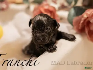 Labrador Retriever dogs Franchi - Ad 8