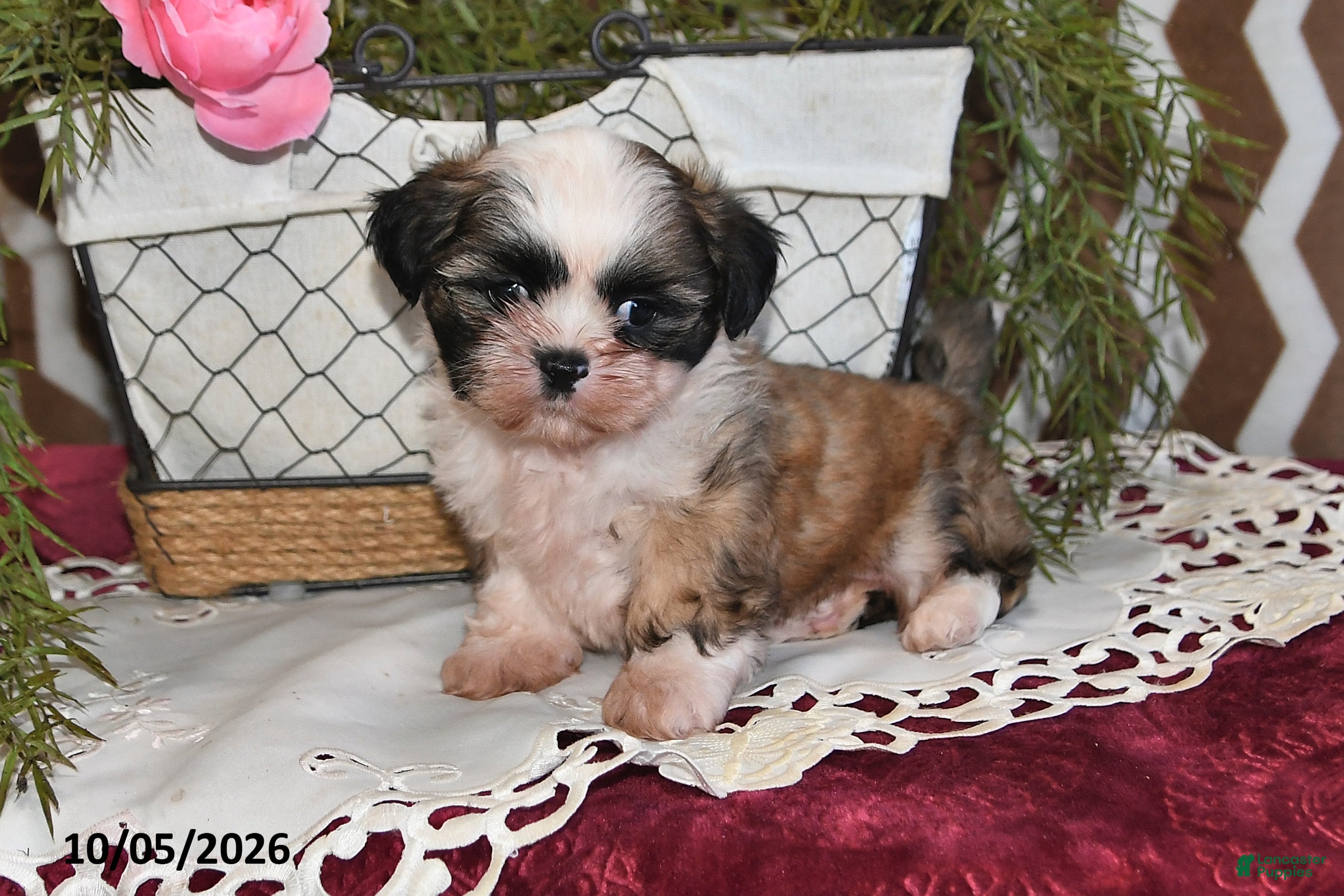 Benji (Shih Tzu, Male) in Shelby, OH