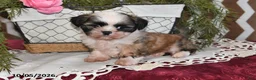 Shih Tzu dogs for sale: Benji - Ad 1