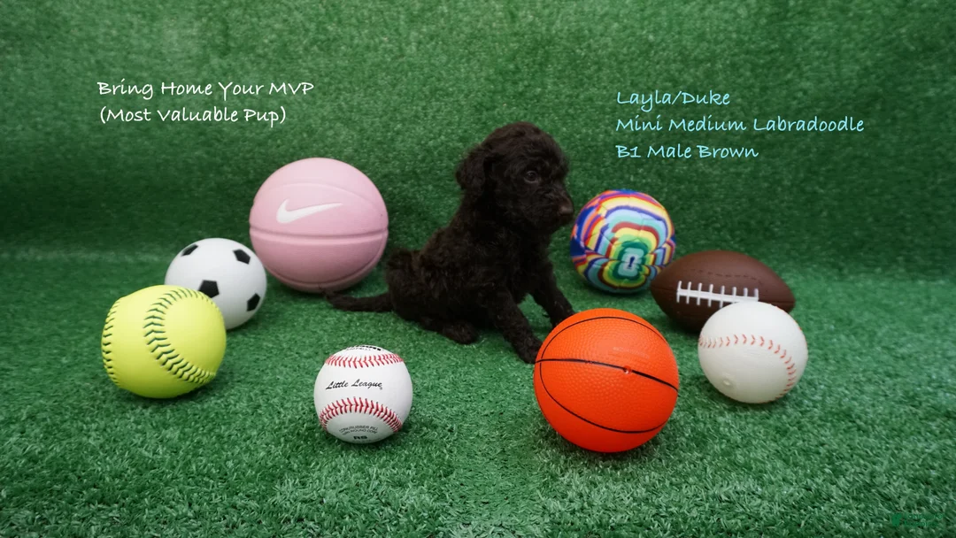 Miniature Labradoodle dogs for sale: LD B1 - Ad 2