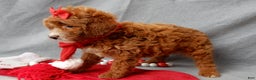 Mini Goldendoodle dogs for sale: Zoey - Ad 3