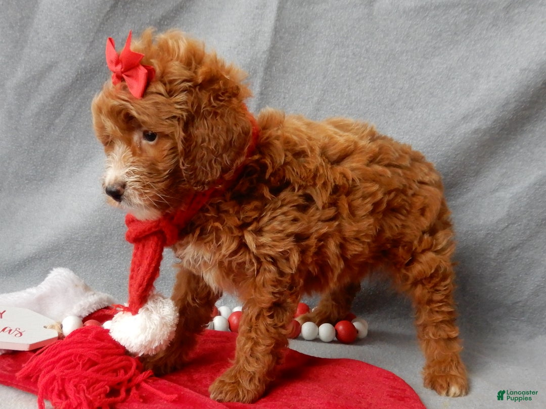 Mini Goldendoodle dogs for sale: Zoey - Ad 3
