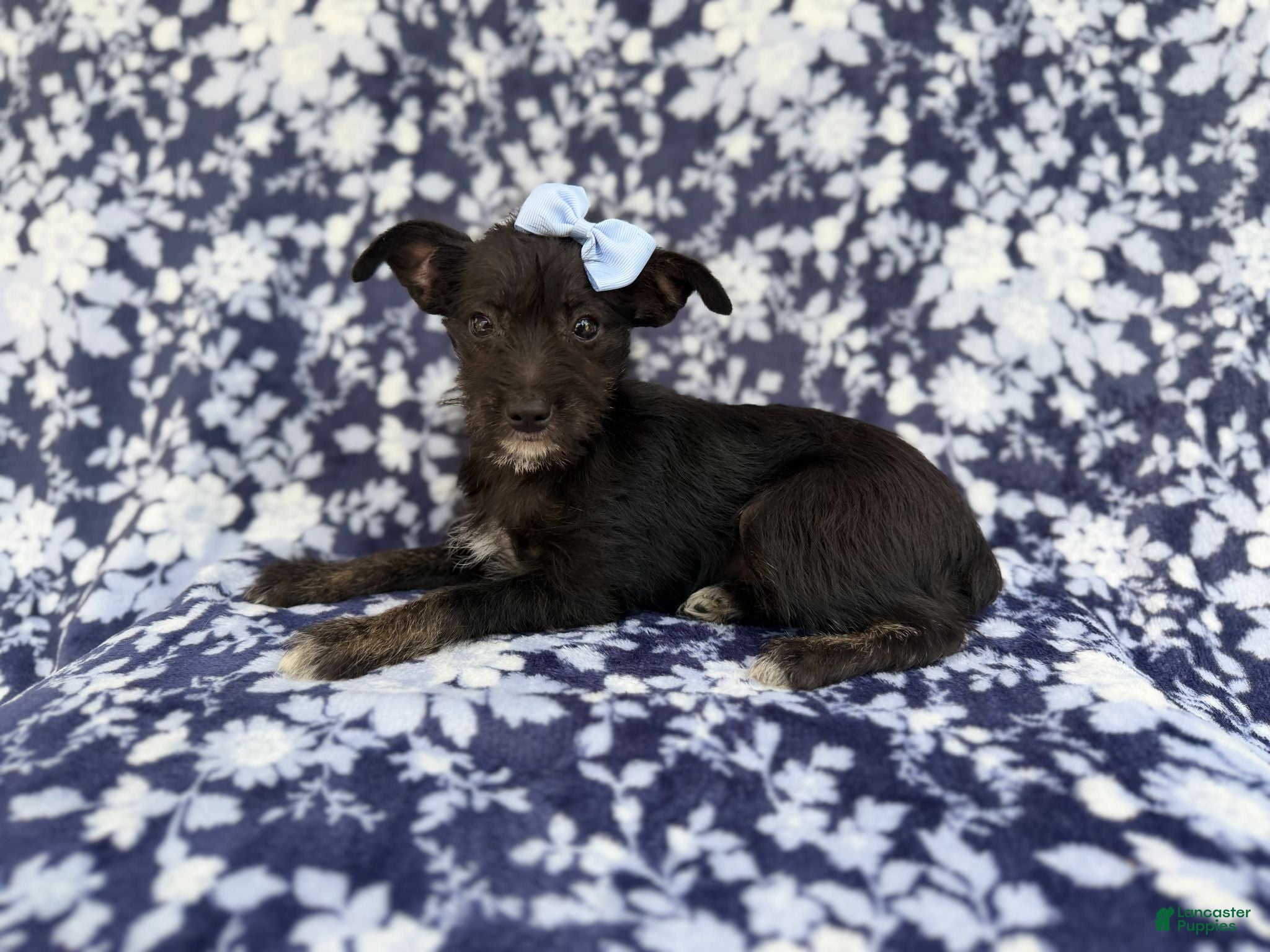 Miniature Schnauzer dogs Ava - Ad 5