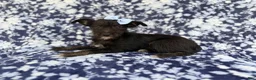 Miniature Schnauzer dogs for sale: Ava - Ad 1