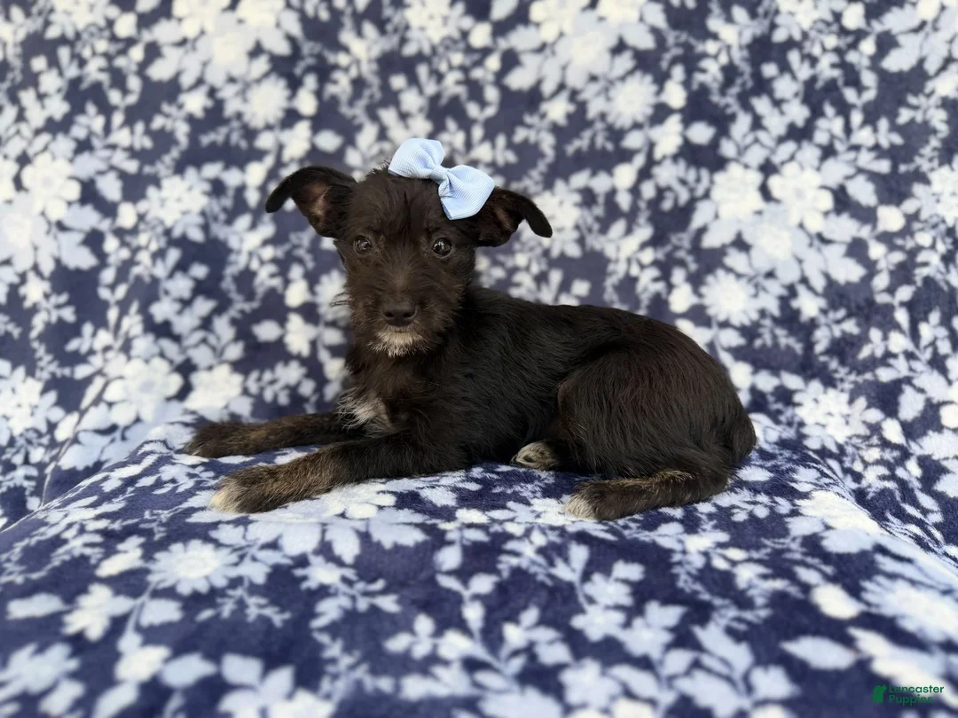 Miniature Schnauzer dogs for sale: Ava - Ad 1