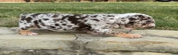 English Bulldog dogs for sale: TRIXX CHOCOLATE - English Bulldog  - Ad 4