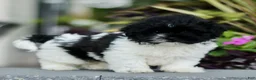 Teddy Bear dogs for sale: Sparkle  - Ad 1