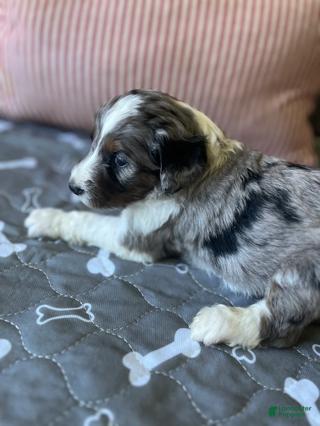 Aussiedoodle dogs for sale: Purple BMM - Ad 2