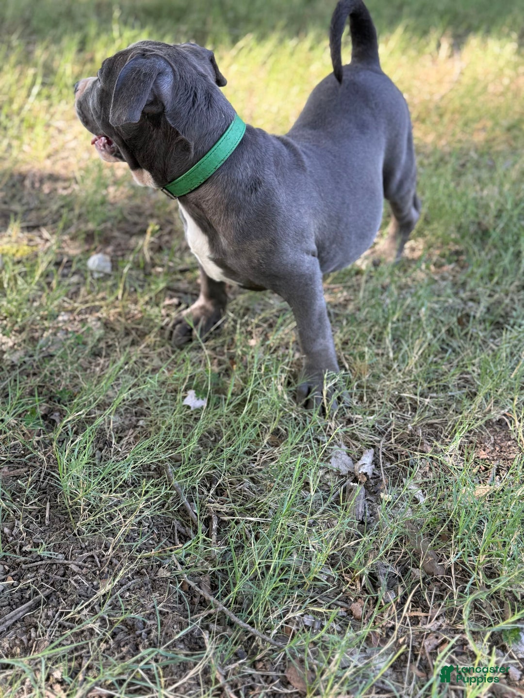 American Bully dogs for sale: American Bully 4 puppies - Ad 23