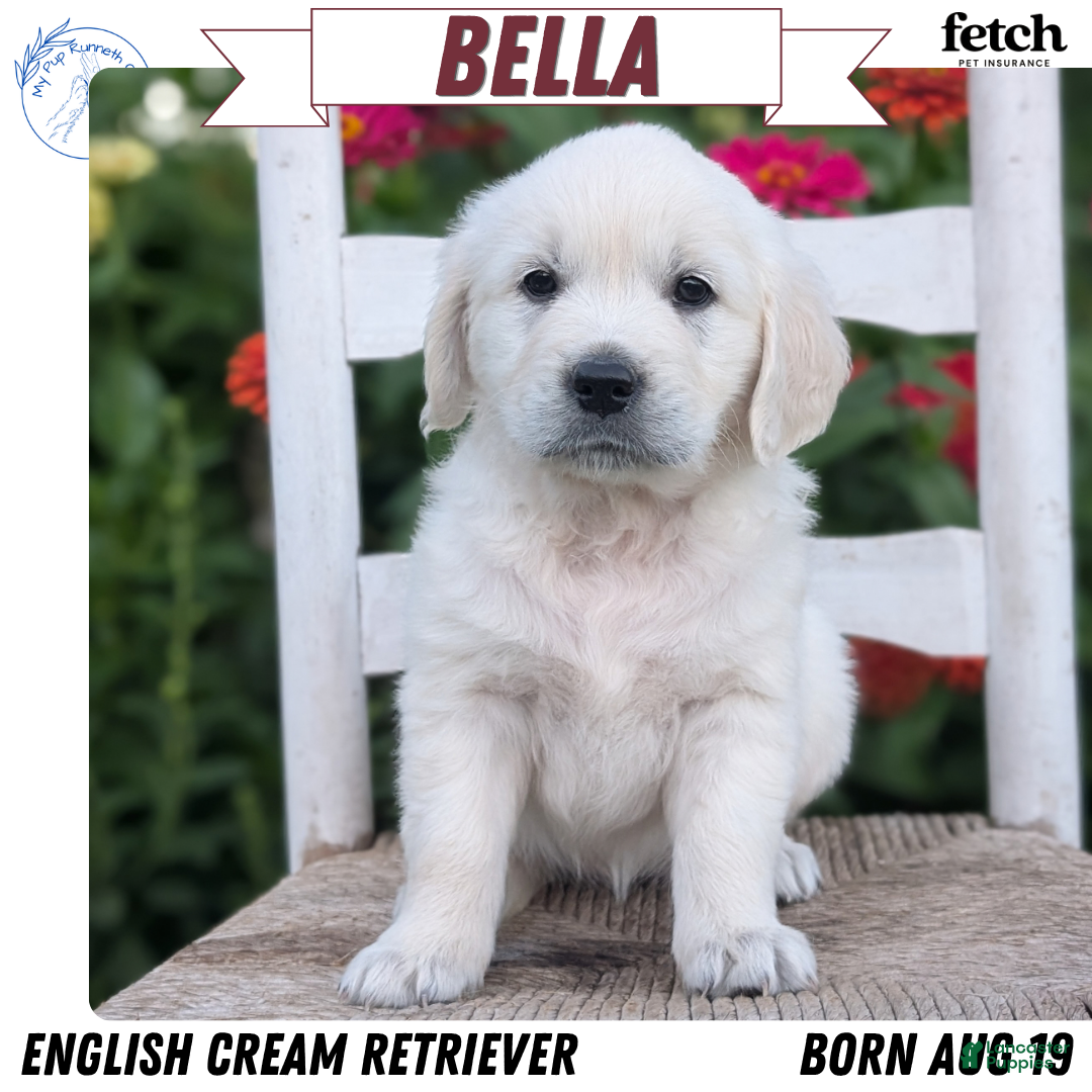 Bella (Golden Retriever, Female) in Goshen, IN