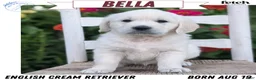 Golden Retriever dogs for sale: Bella - Ad 1