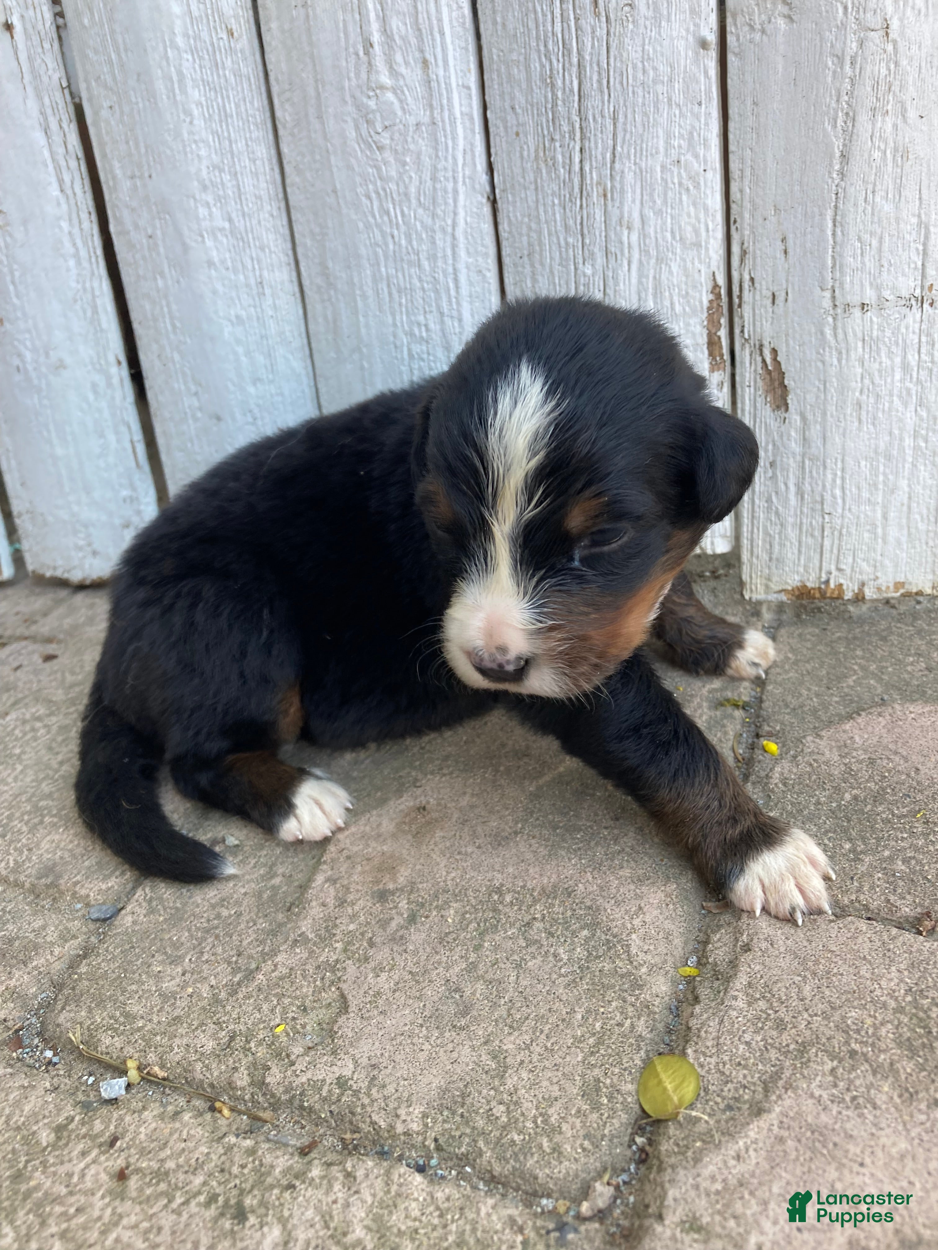 Bernese Mountain Dog dogs Hope - Ad 2