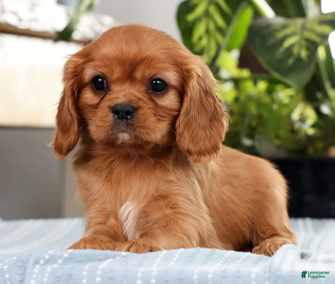 Cavalier King Charles Spaniel dogs for sale: Karl - Ad 1
