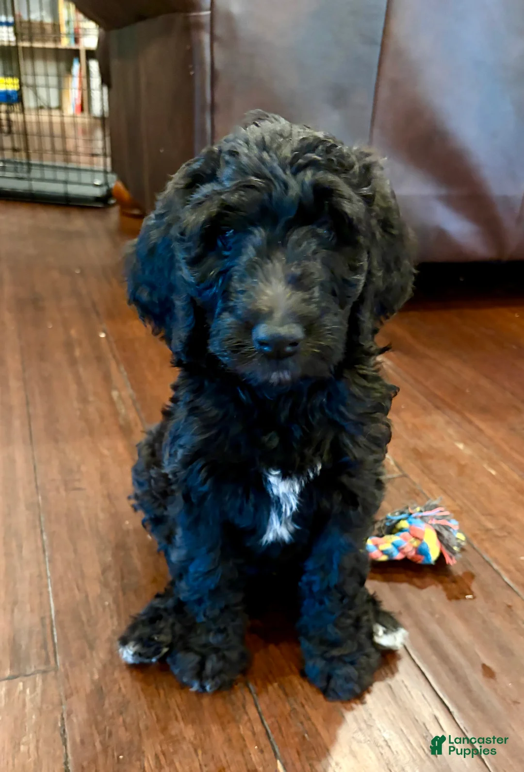 Double Doodle dogs for sale: Lyndy - Ad 1