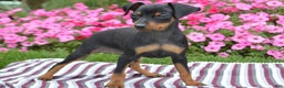 Miniature Pinscher dogs for sale: Bullet - Ad 4