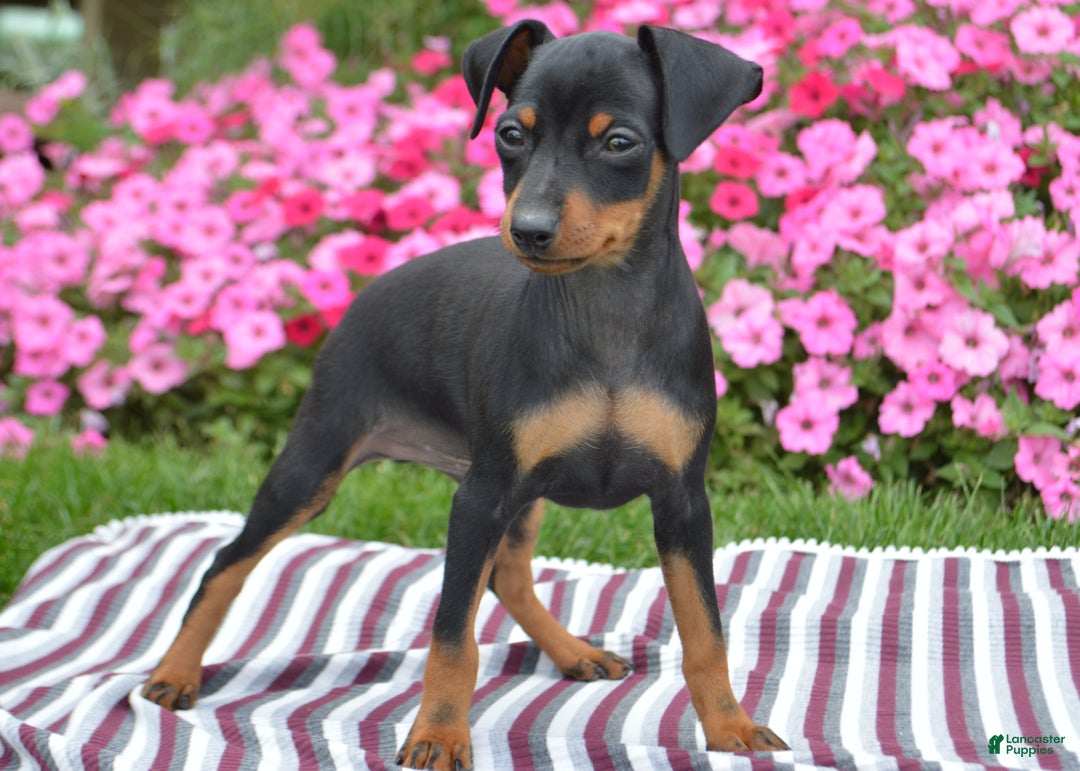 Miniature Pinscher dogs for sale: Bullet - Ad 4