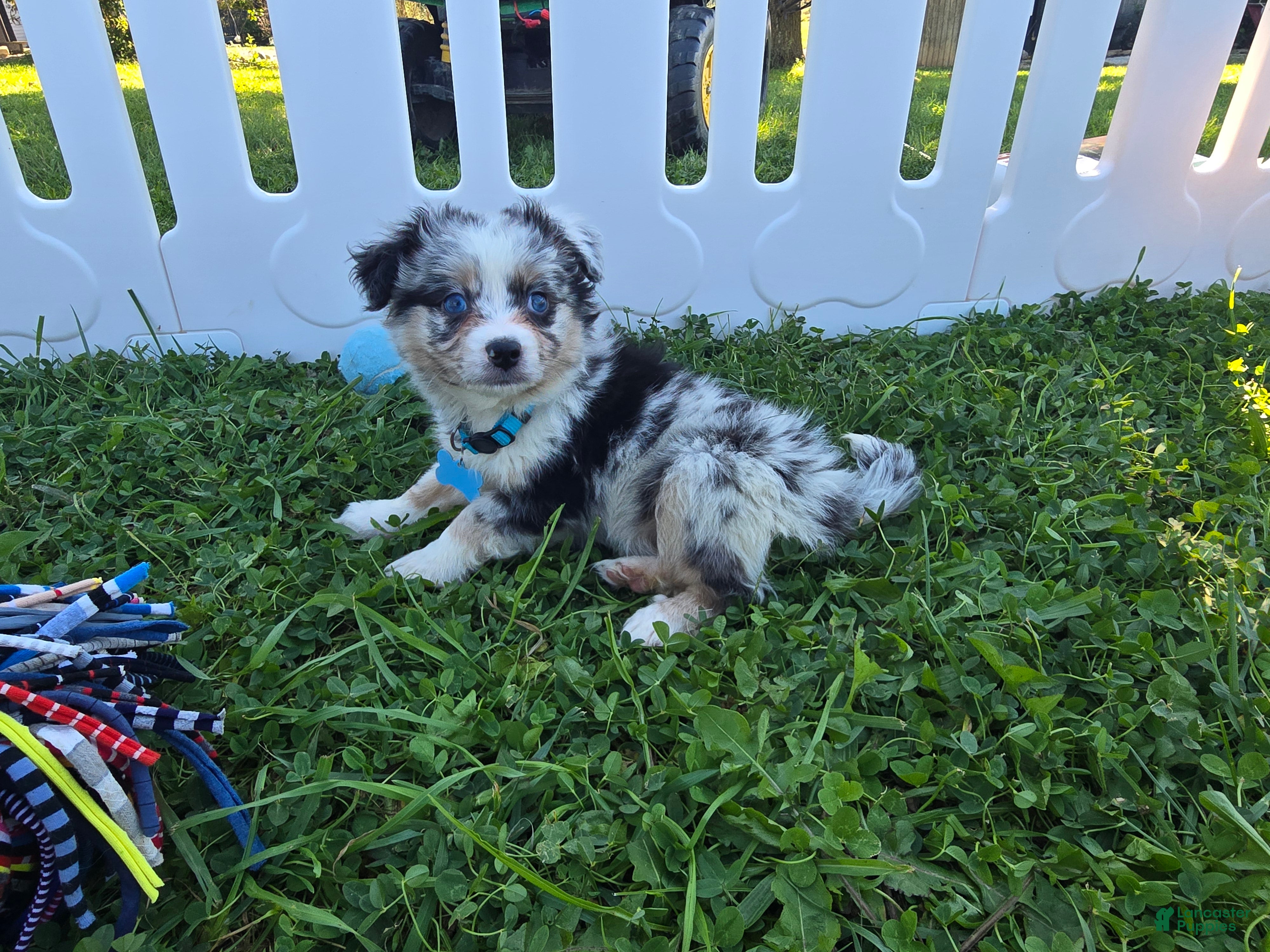 Toy Australian Shepherd dogs Boy 3 - Ad 1