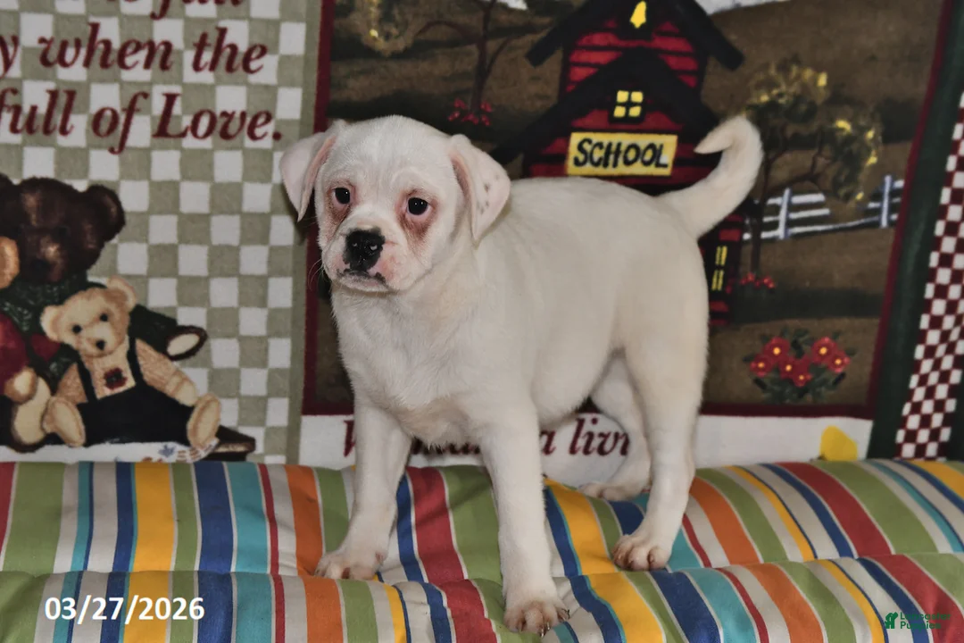 Mixed Breed dogs for sale: Jenny - Ad 1