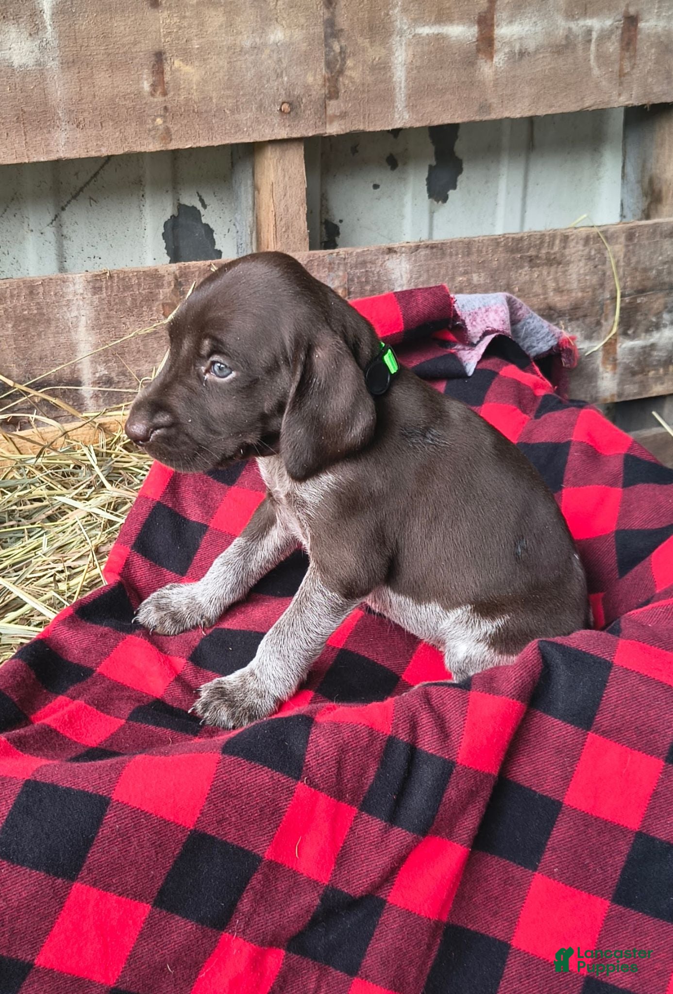 German Shorthaired Pointer dogs Jade - Ad 29
