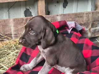 German Shorthaired Pointer dogs Jade - Ad 29